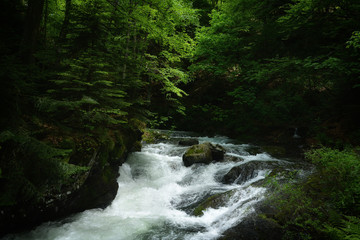 Obraz premium spring in the mountain