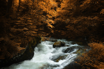 Autumn in old mountain , Bulgaria, Europe