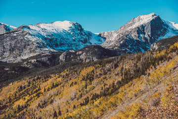 Aspen grove at autumn in Rocky Mountains