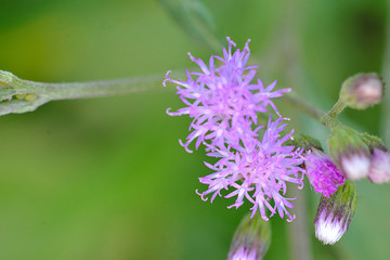 close up Purple flowers bloom green background