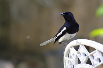 Black and white birds cling to white chairs.