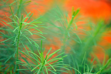 Cypress spurge (Euphorbia cyparissias) leaves