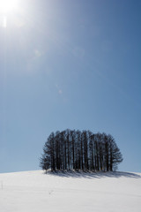 雪の丘の上のカラマツ林と青空　美瑛町