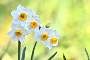 水仙の花