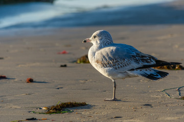 Ring-billed Gull standing on one leg on the sand