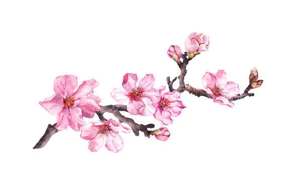 Flowering cherry tree. Pink apple flowers, sakura, almond flowers on blooming branch. Water color