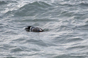 Obraz premium Harlequin duck diving in Ibaraki prefecture, Japan