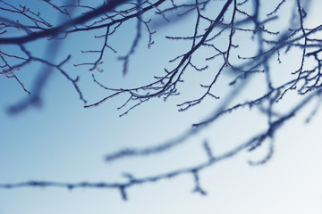 winter branches