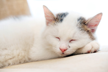 Fototapeta na wymiar Young cute cat closeup sleeping portrait