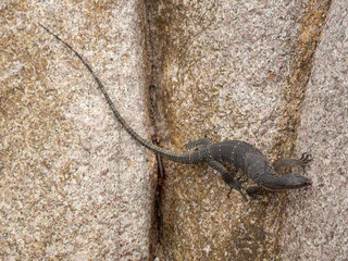 lizard on the rock