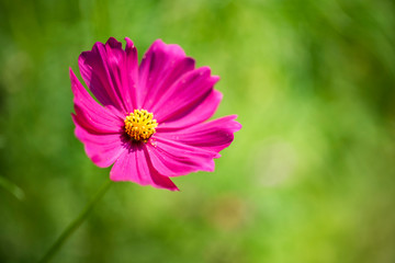 Obraz premium pink cosmos flower beautiful