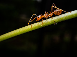 red ant in wildlife