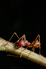 red ant in wildlife