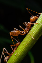 red ant in wildlife