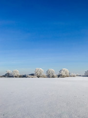 A small forest under the sky and foot step on the white shiny snow. animal tracks. A bush of trees cast big shadow on the snowy ground with light from the sun shining onto the earth. Beautiful nature