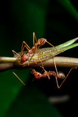 red ant in wildlife