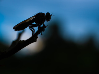 silhouette insect on blue sky © nitinan
