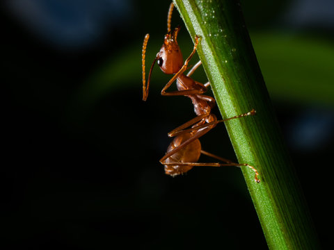 red ant macro