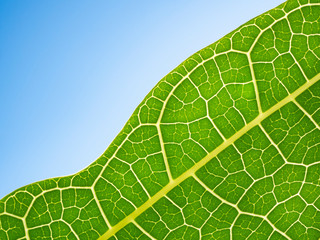 the green leaf pattern