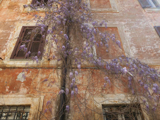 wisteria growing around a drainpipe against a pastel painted wall in Rome Italy