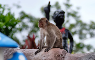 Monkeys in the wild in Thailand on Phi Phi Island