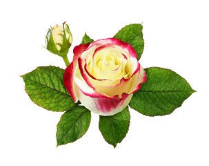 Naklejka premium Red and white rose flower with green leaves