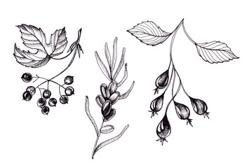 Botanical monochrom set of wild berries.