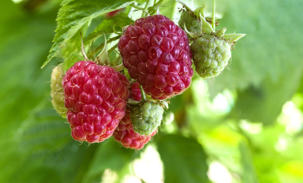 Ripe and immature raspberries on a branch against a natural background.