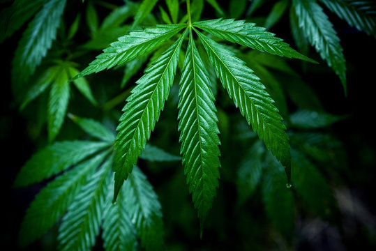Wet cannabis leaves after rain. Brilliant marijuana plant. Selective focus.
