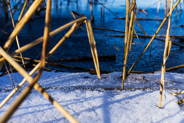Frozen plant sticks in the lake