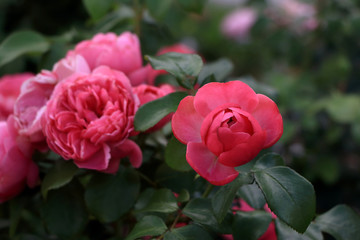  Romantic pink blooming roses in the summer garden