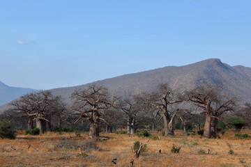 Baobab Bäume in Afrika