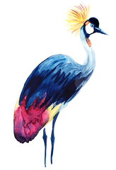 Watercolor crested stork  illustration hand draw.