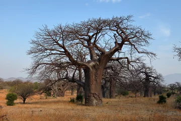 Papier Peint photo autocollant Baobab Baobab Bäume in Afrika