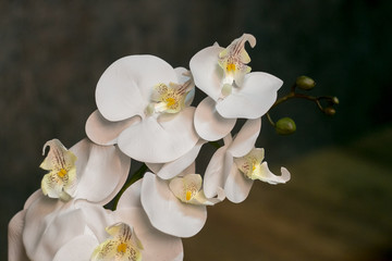Fototapeta na wymiar elegant interior bouquet of Orchid in a vase