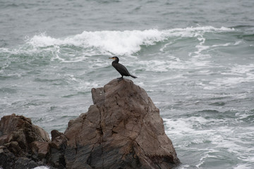 Temminck's cormonant in Ibaraki prefecture