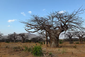 Papier Peint photo Lavable Baobab Baobabs en Afrique
