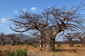 Baobabs en Afrique
