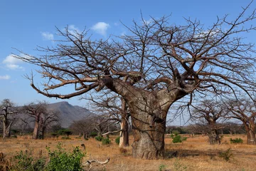 Photo sur Plexiglas Baobab Baobabs en Afrique