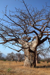 Les baobabs en Afrique