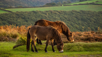 Wild Exmoor Ponies, seen on Porlock Hill in Somerset, England, UK