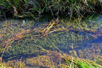 Small river with fresh and clean water