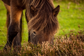 A wild Exmoor Pony, seen on Porlock Hill in Somerset, England, UK