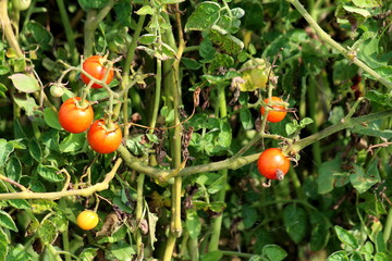 Bunch of small red cherry tomatoes growing in local garden surrounded with dense leaves and...