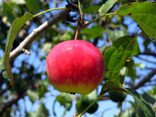 Red Apple on a branch
