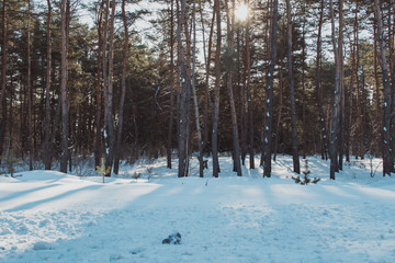 Snowy landscape. Winter forest and blue sky. Beautiful morning in the forest. Sunlight in the forest. Morning sunshine.