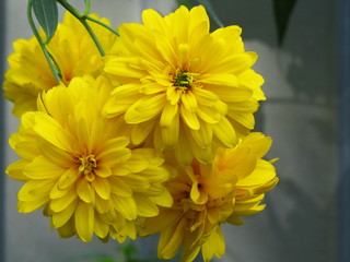 Bright yellow flowers, rudbeckia