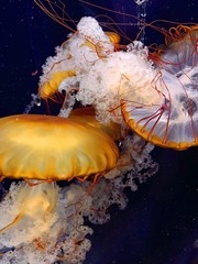 jellyfish 