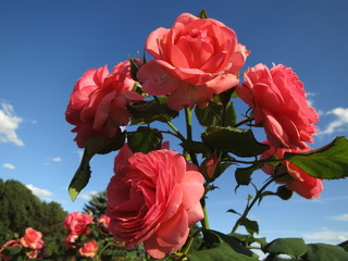 Coral roses against the blue sky