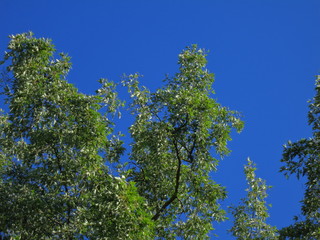 Branches with green foliage against a blue sky